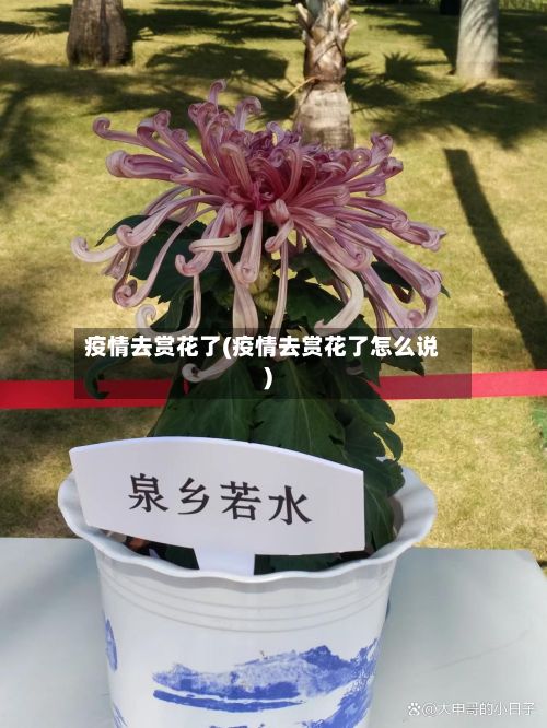 疫情去赏花了(疫情去赏花了怎么说)-第1张图片